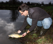 French mirror carp with Hongarian bloed, added in january 2012.